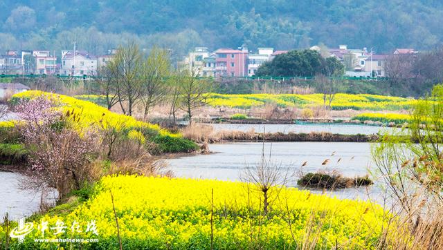 安徽蕪湖：響水澗萬(wàn)畝油菜花海開門迎客