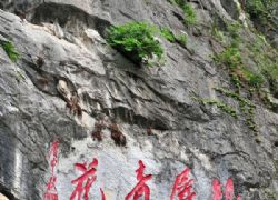 安徽巢湖千年牡丹，千年不老，原因何在？