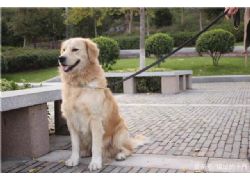 《蕪湖市養(yǎng)犬管理條例》48種及其中任一血統(tǒng)雜交犬重點(diǎn)管理區(qū)內(nèi)禁養(yǎng)