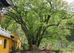樹(shù)齡約1700年！安徽古樹(shù)“老壽星”扎根在蕪湖