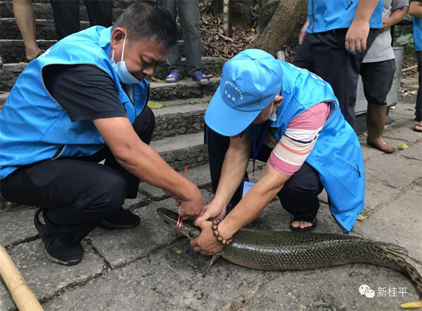 多地近日報(bào)告發(fā)現(xiàn)鱷雀鱔，農(nóng)業(yè)部門已開展外來入侵物種普查