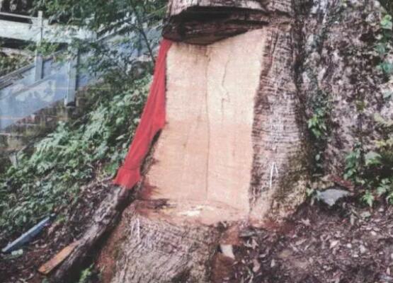 2600歲古楠木王被盜割、11人被判刑：已安排專人看護(hù)